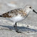 Sanderling